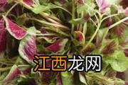 干煸四季豆用焯水吗 干煸四季豆怎么吃好