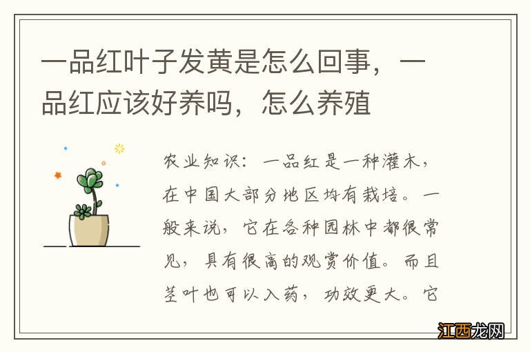 一品红叶子发黄是怎么回事，一品红应该好养吗，怎么养殖