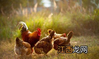 养殖鸡要注意什么 家庭养殖鸡注意事项