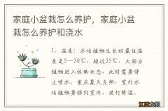 家庭小盆栽怎么养护，家庭小盆栽怎么养护和浇水