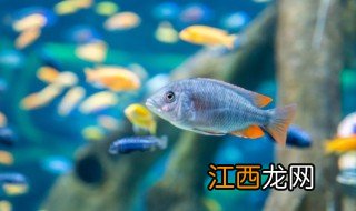 养淡水鱼需要注意什么 家庭式淡水鱼养殖注意事项