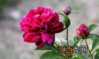 芍药家庭盆栽怎么养，芍药家庭盆栽怎么养活