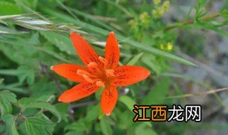 家庭盆栽红花怎么养护 家庭盆栽红花怎么养