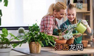 夏天怎么养花叶子黄，夏天花的叶子发黄怎么办