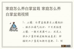 家庭怎么养白掌盆栽 家庭怎么养白掌盆栽视频