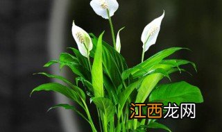 家庭怎么养白掌盆栽 家庭怎么养白掌盆栽视频