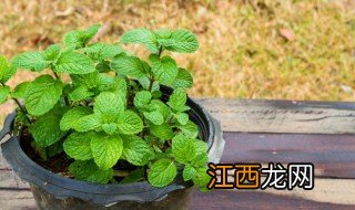 薄荷家庭盆栽怎么养殖 薄荷家庭盆栽怎么养