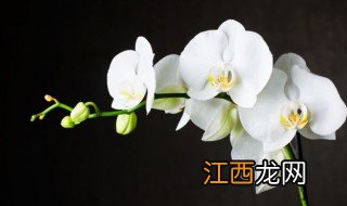 冬天墨兰怎么养 墨兰夏天叶子怎么养