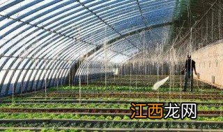 大棚种植蔬菜需要注意什么 冬天大棚种植注意事项