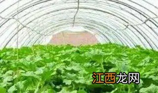 高原大棚种植需要注意事项视频 高原大棚种植需要注意事项