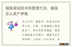 榴莲栽培技术和管理方法，榴莲怎么高产养殖