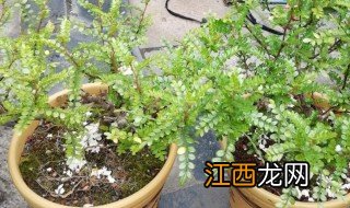 清香木用什么盆养好 家庭盆栽清香木怎么养