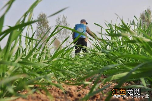 小麦种晚了还浇越冬水吗，小麦种晚了来年还能发芽吗