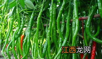 辣椒坐果期用什么肥料,辣椒坐果期为什么不能浇水
