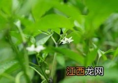 辣椒坐果期用什么肥料，辣椒坐果期为什么不能浇水