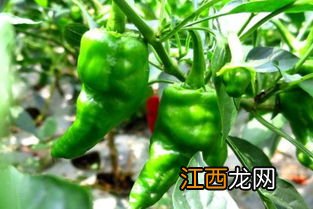 辣椒果腐病用什么药防治,是什么原因引起的