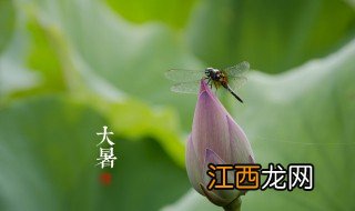 夏天的花怎么养护 夏天的叶子怎么养护好