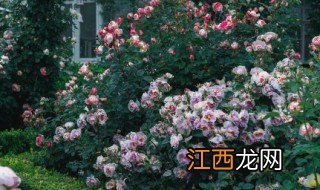 夏天的花叶子怎么养 夏天的花叶子怎么养护