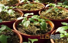 辣椒什么季节成熟，什么品种好