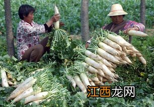 胡萝卜种植技术，适合在什么季节种植