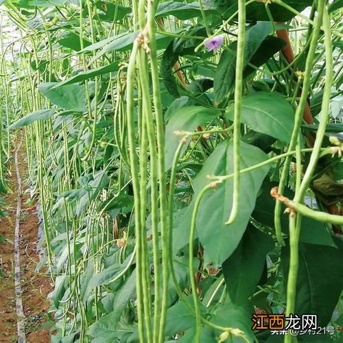 胡萝卜种植技术，适合在什么季节种植