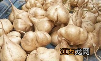 地瓜怎么种植，地瓜是什么时候传入中国的