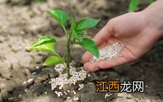 磷肥用于什么农作物，附使用方法