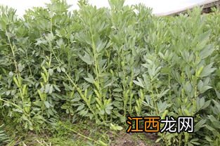 蚕豆种植技术，什么时候种合适