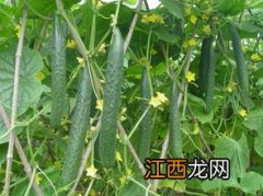 黄瓜怎么种，用什么肥料好