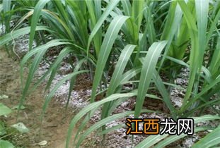 甘蔗种植方法，适合哪些地区种植