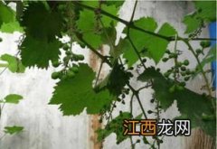 葡萄落花落果是熟透了吗，是什么原因导致的