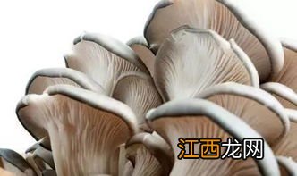 种菌菇怎么种植方法,菌菇的种类有哪些