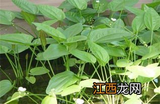 泽泻种植技术，附泽泻简介