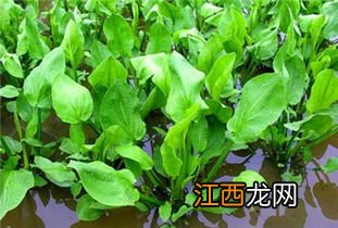 泽泻种植技术，附泽泻简介