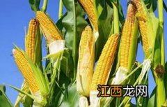 明天636玉米品种怎样，附简介