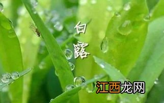 白露收获什么农作物