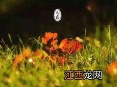 白露收获什么农作物