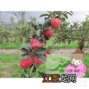 斗南苹果品种介绍，适合哪些地区种植