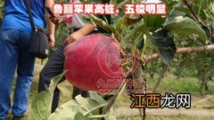 米奇拉苹果产地哪里的，附品种介绍