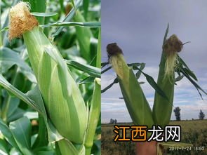 玉米生长周期多少天，附种植方法