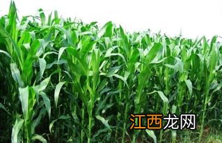 玉米生长周期多少天，附种植方法