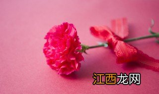 康乃馨夏天叶子怎么养护 康乃馨夏天叶子怎么养护呢