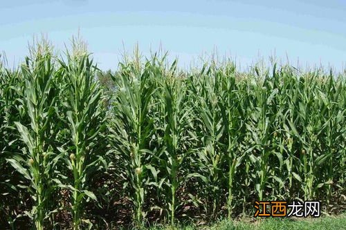 源玉307玉米种品种特点,附简介