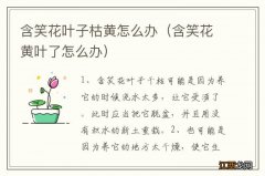 含笑花黄叶了怎么办 含笑花叶子枯黄怎么办