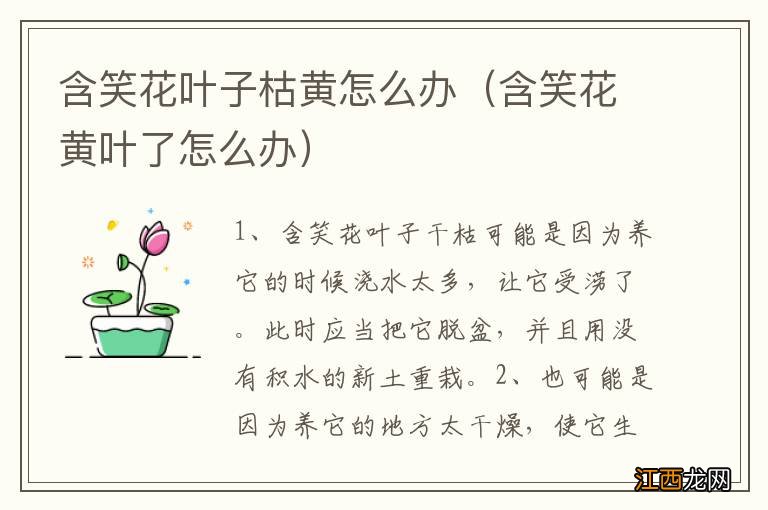 含笑花黄叶了怎么办 含笑花叶子枯黄怎么办