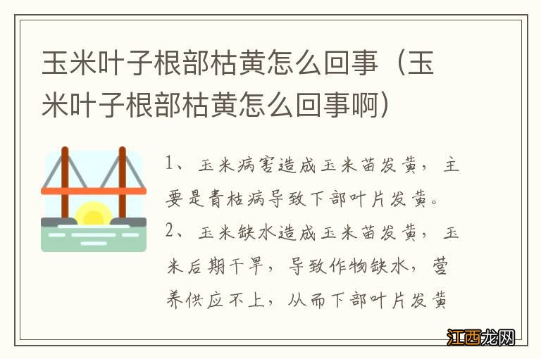 玉米叶子根部枯黄怎么回事啊 玉米叶子根部枯黄怎么回事