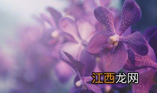 兰花黄叶枯萎是什么原因 兰花叶子枯黄怎么区分