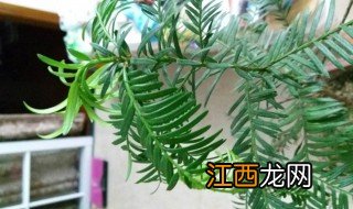 红豆杉部分叶子变干枯黄 红豆杉叶子枯黄怎么办