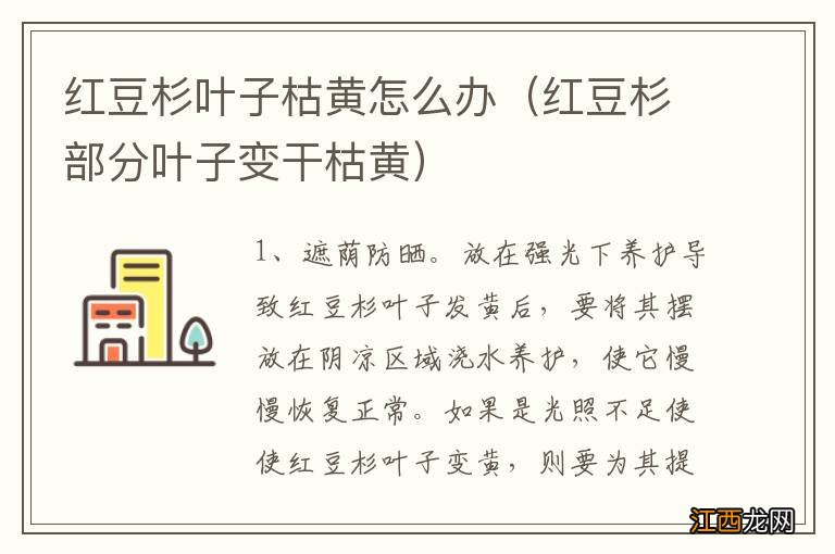 红豆杉部分叶子变干枯黄 红豆杉叶子枯黄怎么办