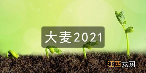 华贵大麦甜蜜家2021有什么优势？